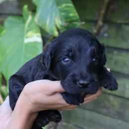 Celeste - Black female Goldendoodle puppy in Palmetto Bay, Florida from SOMIDOODLES