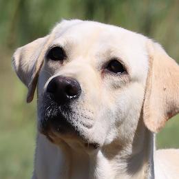 Bella - Labrador Retriever