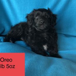 Aussiedoodle, Colorado Mountain Dog, and Corgipoo Puppies from Stone Table Ranch/STR Just Doodle It