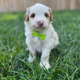 Luigi-Green - Yellow and white male Bernedoodle puppy in Casper, Wyoming from 307 Doodles