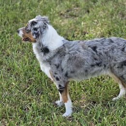 Moon - Miniature Australian Shepherd
