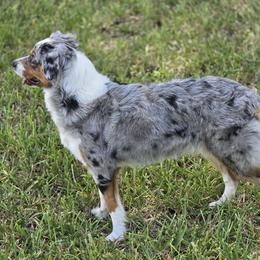 Moon - Miniature Australian Shepherd
