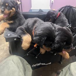 Rottweiler Puppies from CG Rottweilers
