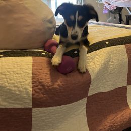 Scruffy - Black tri male Toy Australian Shepherd puppy in Woodlake, California from For the Love of Aussie