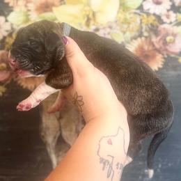 Lingini - Brindle male Great Dane puppy in Lehigh Acres, Florida from Florida Wrinkles