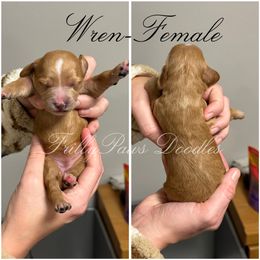 Goldendoodle Puppies from FrillyPaws Doodles