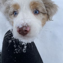 Australian Shepherd Puppies from Country Court Aussies