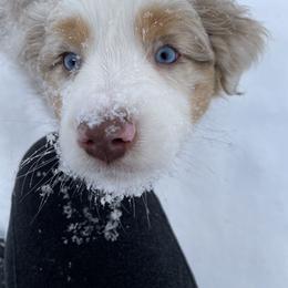 Australian Shepherd Puppies from Country Court Aussies