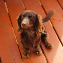 Layla - Dachshund