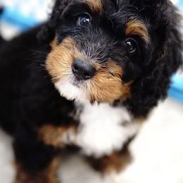 Bernedoodles from Fleetwood Bernedoodles
