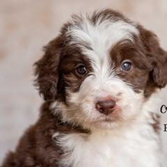 Pandemonium - Red male Bordoodle puppy in Woodruff, South Carolina from Crooked Creek Doodles and Poodles