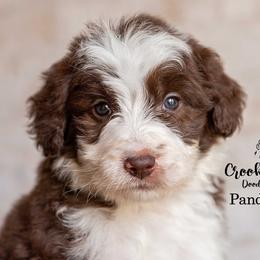 Pandemonium - Red male Bordoodle puppy in Woodruff, South Carolina from Crooked Creek Doodles and Poodles