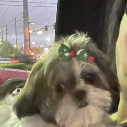 Shih Tzus from Gi's Pups