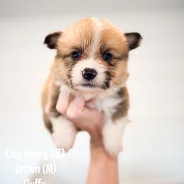 Brown - King Henry (fluffy) - Red male Pembroke Welsh Corgi puppy in Milan, Georgia from Williams’ Welsh Corgis LLC