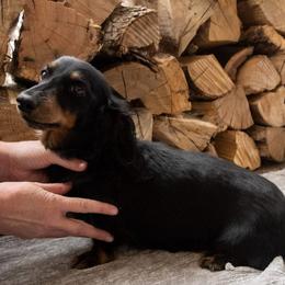 Navy - Dachshund