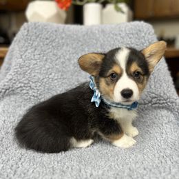 Liam - Black and tan Pembroke Welsh Corgi puppy in Renton, Washington from Laurel Canyon Kennels
