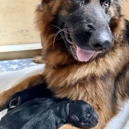 Female 2 - Black and red female German Shepherd puppy in Purcellville, Virginia from Starry Night German Shepherd Dogs