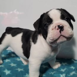 French Bulldogs from Brindle and Pied Family Frenchies