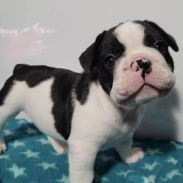 French Bulldogs from Brindle and Pied Family Frenchies