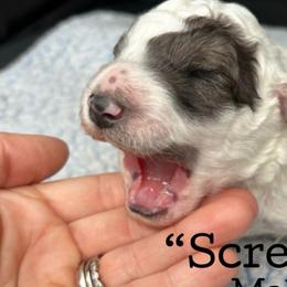 Screech - Blue merle male Aussiedoodle puppy in Lake City, Florida from North Florida Poodles and Doodles