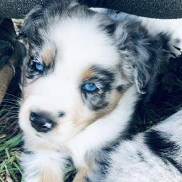 Aussiedoodle and Australian Shepherd Puppies from Young Gun Aussies