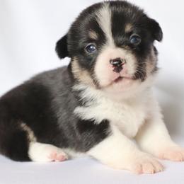 American Corgi Puppies from Diamond Corgis