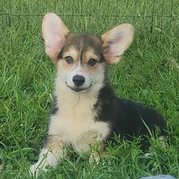 Milo - Black and tan male Pembroke Welsh Corgi puppy in Dunbar, Nebraska from Vintage Corgis
