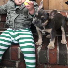 French Bulldog Puppies from Franceschi French Bulldogs