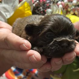 CKC Boy 2 - Liver male Shih Tzu puppy in Houston, Texas from Paws n Claws