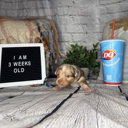 QUEEN - Red merle female Miniature Australian Shepherd puppy in Peoria, Arizona from B My Sunshines Mini Aussies