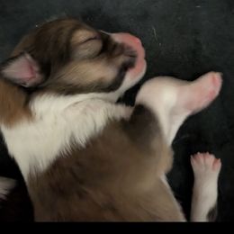Puppy 2 - Sable and white female Shetland Sheepdog puppy in Roanoke, Virginia from Romestar performance K9
