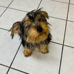Boy 1 - Black and gold male Yorkshire Terrier puppy in Marion, Indiana from Thomas Terriers