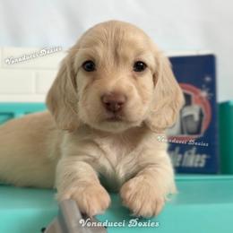 Blanca Nieves - Cream female Dachshund puppy in Chandler, Arizona from Vonaducci Doxies, LLC.