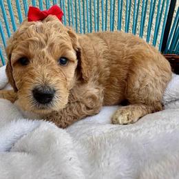 Red Collar - Parti female Assorted Doodle Crosses puppy in Marysville, California from Dailey Doodles and Dachshunds