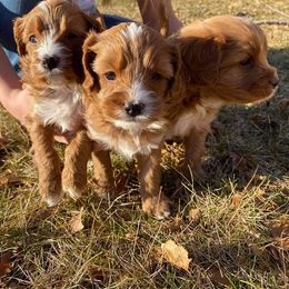 Cavapoo and Whoodle Puppies from Gardner Lane Puppies