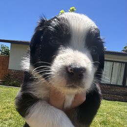 Aussiedoodle, Bernedoodle, and Miniature Australian Shepherd Puppies from MC Doodles