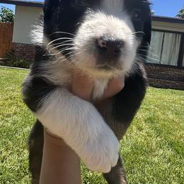 Aussiedoodle, Bernedoodle, and Miniature Australian Shepherd Puppies from MC Doodles