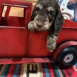Silky chocolate and cream - Chocolate and cream male Dachshund puppy in Pleasant Plains, Arkansas from JGBs Dachshunds