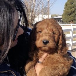 Goldendoodle Puppies from Penny Doodles