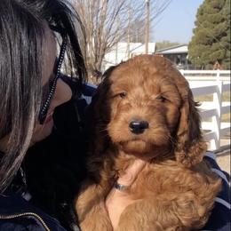 Goldendoodle Puppies from Penny Doodles