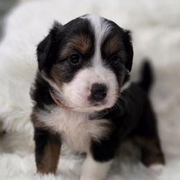 Bellatrix- Black Tri - Black tri-color female Australian Shepherd puppy in Anthony, Florida from Out of the Blue Aussies