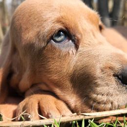 Basset Hounds from Bed-N-Bassets