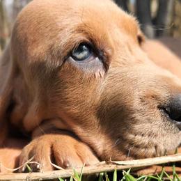 Basset Hounds from Bed-N-Bassets