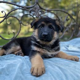 German Shepherd Puppies from Golden Ridge