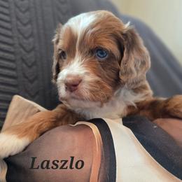 Laszlo - Red merle male Aussiedoodle puppy in Prescott Valley, Arizona from Ramirez Family Doodles