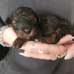 Puppy 1 - Phantom male Poodle puppy in Saint Cloud, Florida from Rising Star Kennels