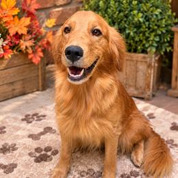 Amber - Golden Retriever