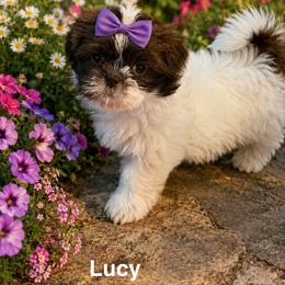 Lila-Lucy - Liver and white female Shih Tzu puppy in Kettering, Ohio from The Ruff Life Tribe