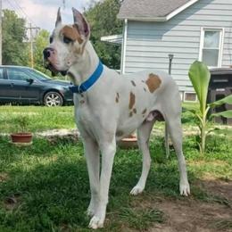 Cypress - Great Dane