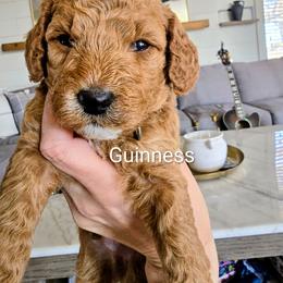 Guinness - Apricot male Goldendoodle puppy in Red Oak, Iowa from Fisher Pups-Stay Golden with a Doodle